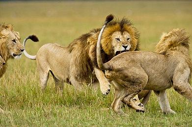 国外玩家进行Switch Oled烧屏测试 持续1800小时